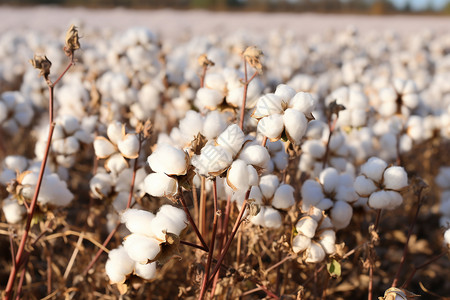 现代化棉花种植业图片