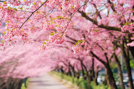 美丽的樱花樱花花儿高清图片