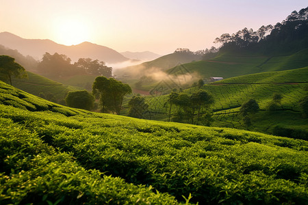 宁静的茶园背景图片