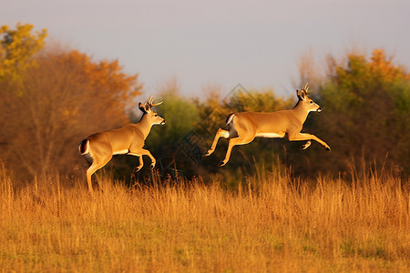 母鹿跳跃的羚羊背景