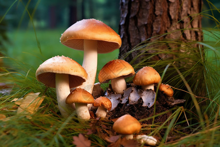 棕色的石蘑菇背景图片