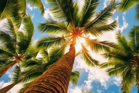 枝叶茂密大树高高的椰子树背景