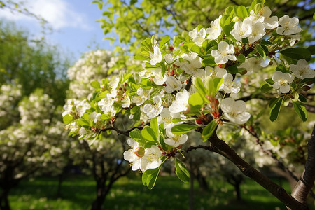 晴空下的梨花树高清图片