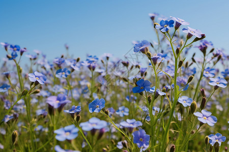晴空下的蓝色花朵图片