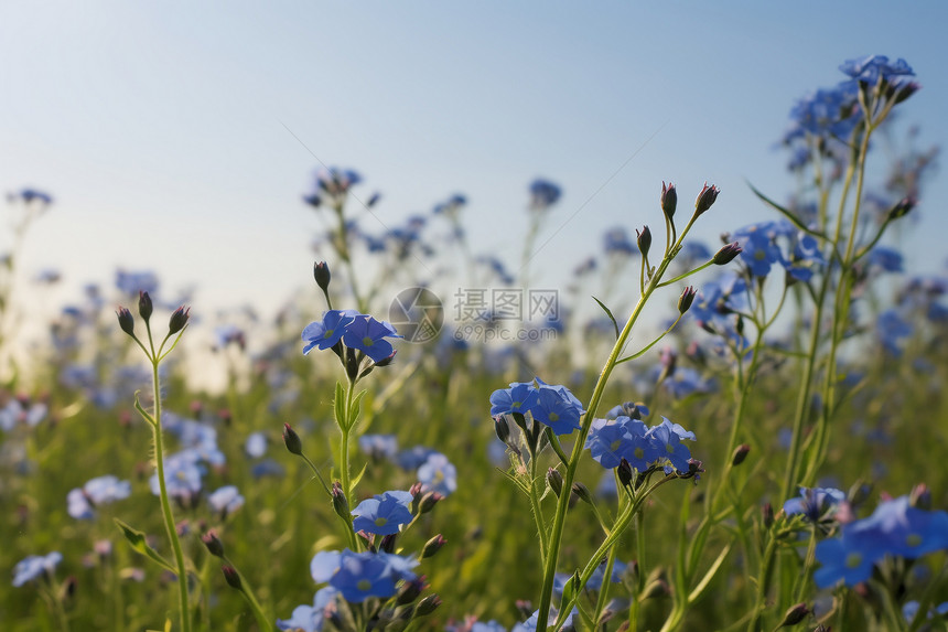 一张蓝色花朵图片图片