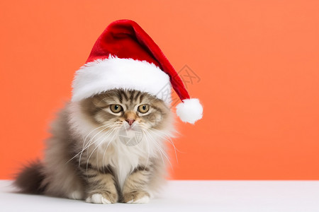 戴圣诞帽的小猫背景图片