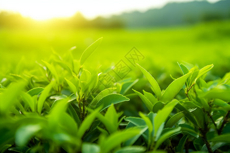 太阳庄园种植茶叶的庄园背景