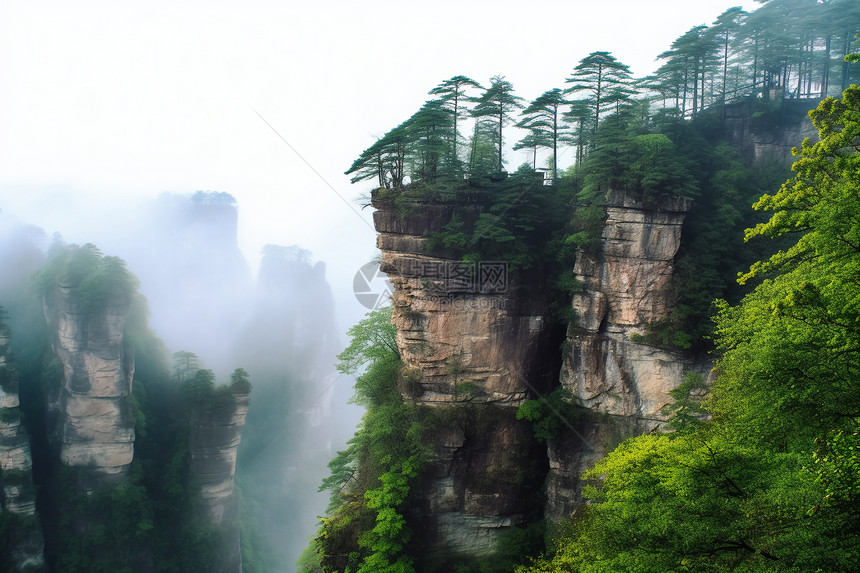 悬崖边的绿植图片