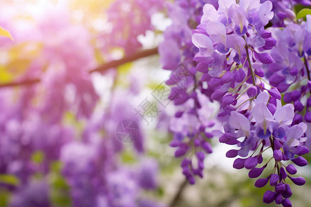 开花的紫丁香图片