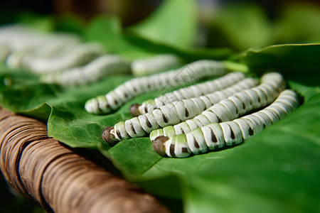 蠕动的蚕生产蚕幼虫高清图片