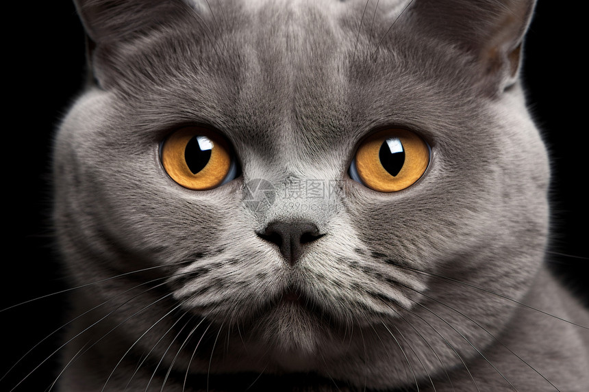 大眼睛的猫咪图片