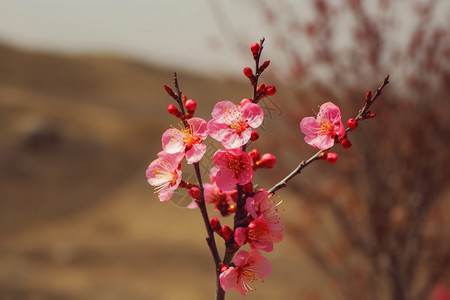 杏树的花朵图片