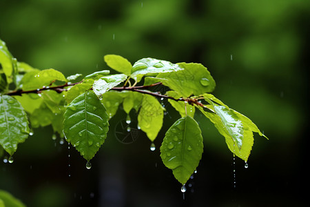 树枝上的露水图片