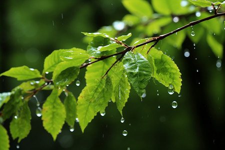 叶子上的雨水背景图片