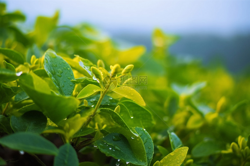 雨后树叶的景色图片