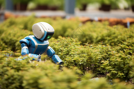 机器人在灌木丛中行走图片
