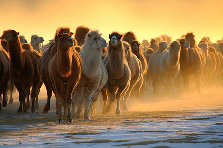 沙漠中的一群骆驼图片