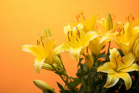 黄色百合百合花花束设计图片