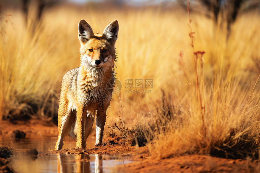 南非野生豺狼图片