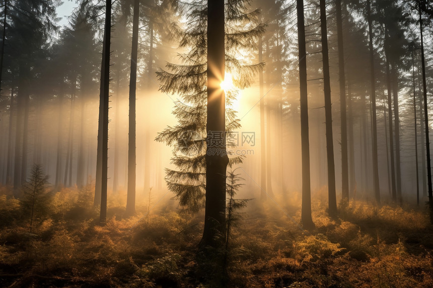 森林中的日出美景图片