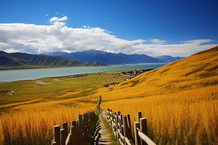 金色的青海湖背景图片