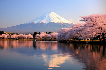 樱花雪山美丽的富士山脚下背景