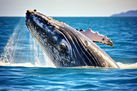 海里野生的鲸鱼背景图片