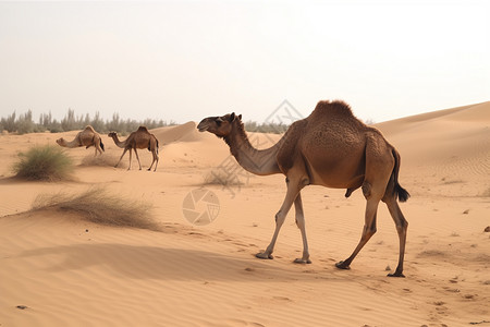 沙漠中野生的骆驼图片