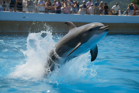 在泳池中表演的海豚背景图片