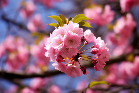 粉红色的海棠图片