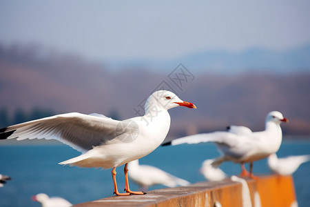 西伯利亚海鸥群背景图片