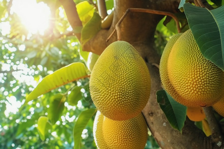 夏季树上的菠萝蜜图片