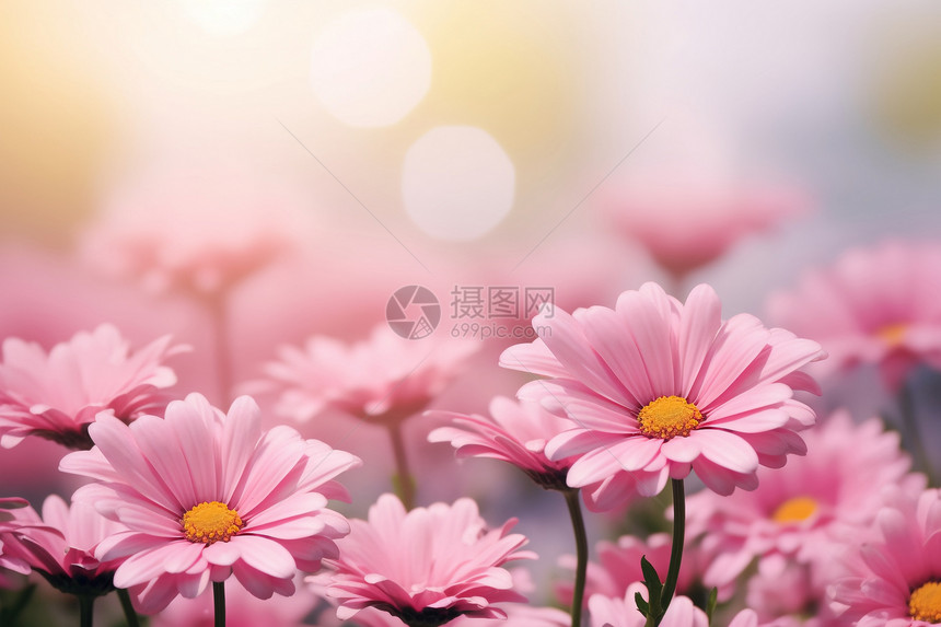 大自然粉色的小花图片