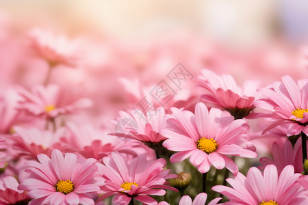 花园特写美丽的粉色鲜花设计图片