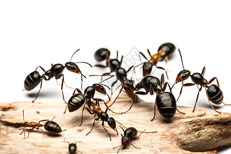 一群蚂蚁概念木蚁高清图片