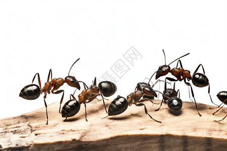木板的蚁群两只木蚁高清图片