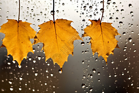 雨后的落叶背景图片