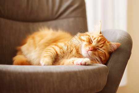 蓬松睡猫沙发上打盹的猫背景