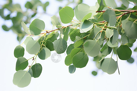 绿色桉树叶子背景图片