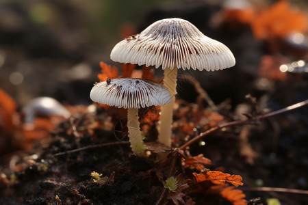 生长的喷墨蘑菇图片