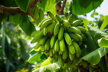 树上的香蕉背景图片