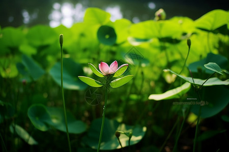 夏季池塘中的荷花图片