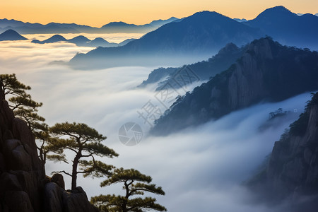 黄山上松柏黄山上远眺云海美景背景