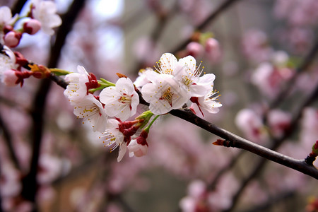 春天户外盛开的桃花背景图片