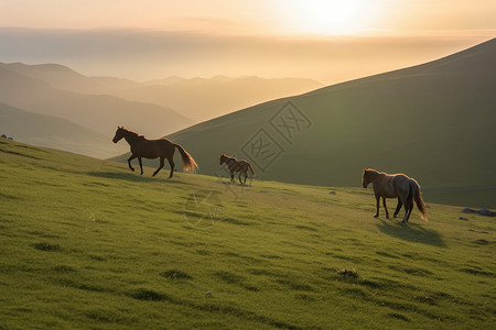 西台顶大草原的畜牧业图片