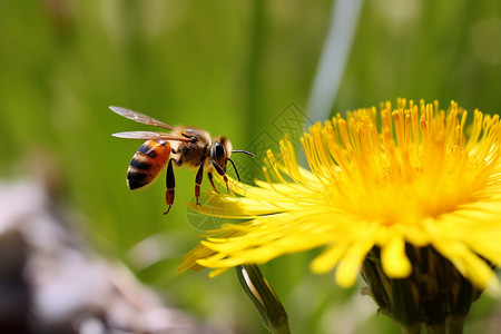 黄色花粉小蜜蜂在黄色花朵上背景