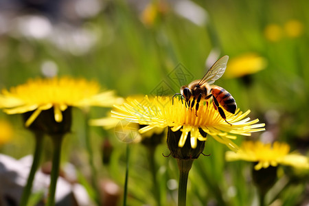 采花的小蜜蜂图片