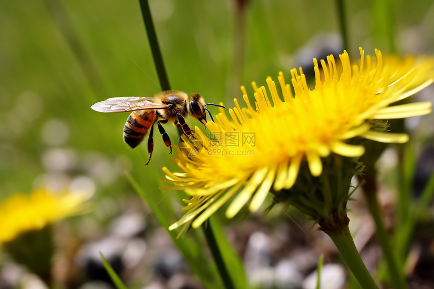 蜜蜂采食花粉图片