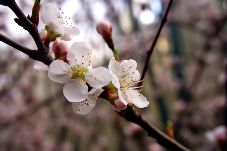 盛开的桃花树特写镜头图片