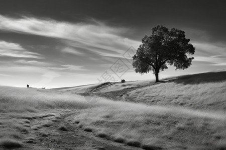 黑白大草原景观图片